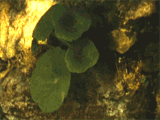 wort wall water