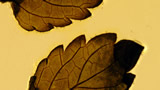 film frame image