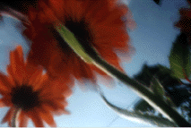 marigolds