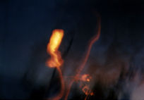 dark sunset