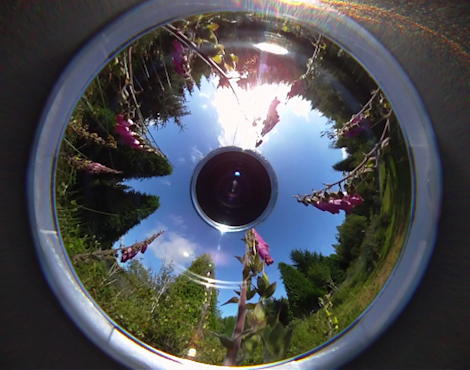 foxgloves in a catadioptic mirror